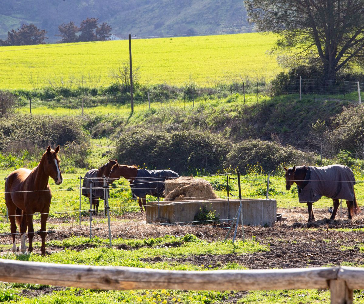 Azienda Agricola Sa Murighessa